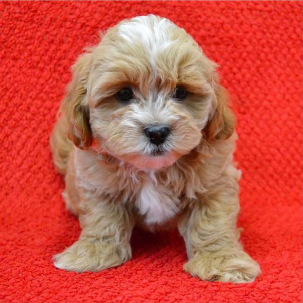 Lhasapoo Puppy for Sale