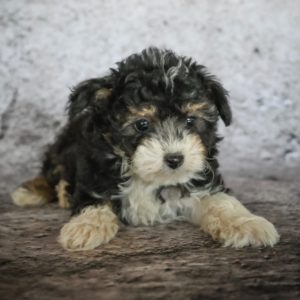 F1b Mini Aussiedoodle Puppy for Sale