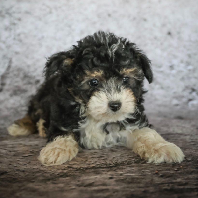 F1B MINI AUSSIEDOODLE | FEMALE | ID:1144-EN – Central Park Puppies