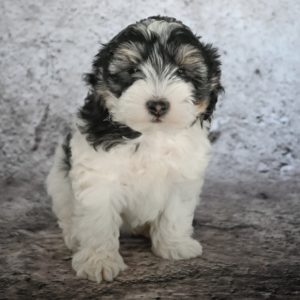 F1b Mini Aussiedoodle Puppy for Sale