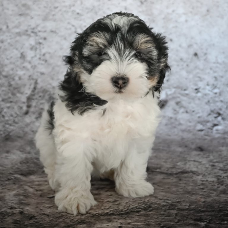 aussiedoodle plush