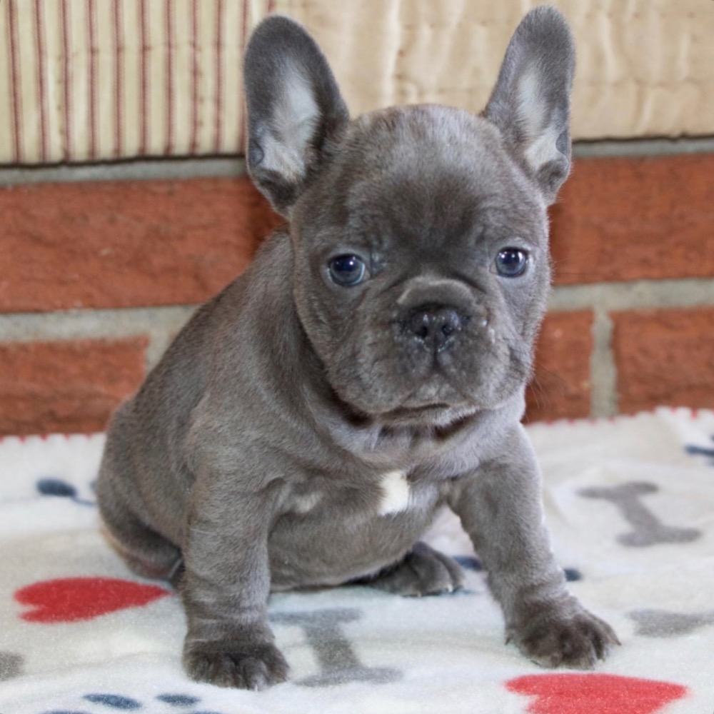 FRENCH BULLDOG FEMALE ID8721LB Central Park Puppies