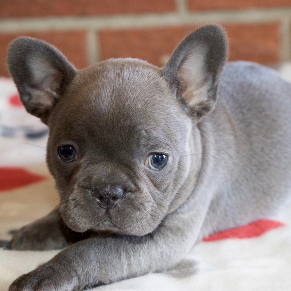 French Bulldog Puppies Central Florida - Our french bulldog puppies for ...