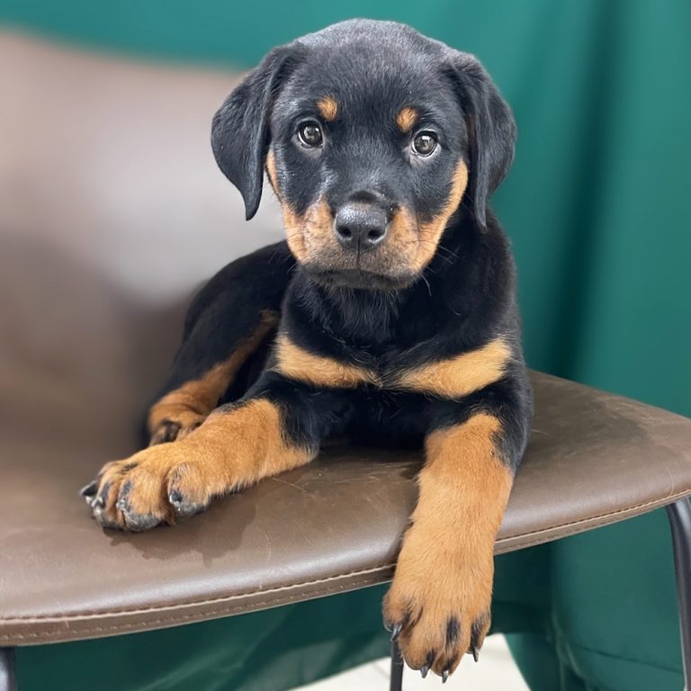 ROTTWEILER | FEMALE | ID:5329-ME – Central Park Puppies