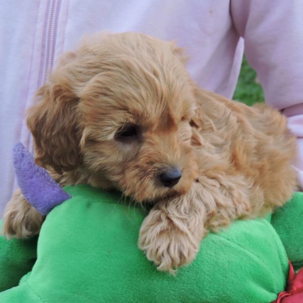 F1b Mini Goldendoodle Puppy for Sale