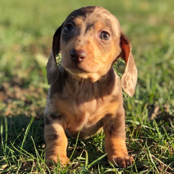 Mini Dachshund Puppy for Sale