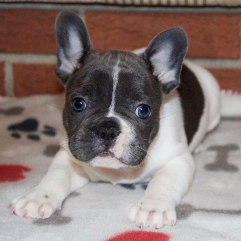 FRENCH BULLDOG MALE ID5391LB Central Park Puppies