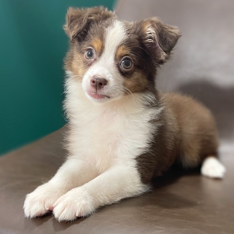 MINIATURE AUSTRALIAN SHEPHERD | FEMALE | ID:9154-LB – Central Park Puppies