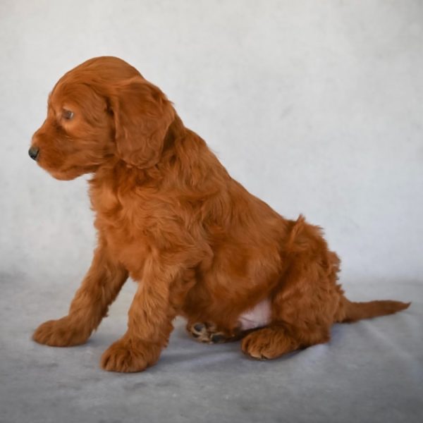 F2 Mini Goldendoodle Hybrid Puppy for Sale