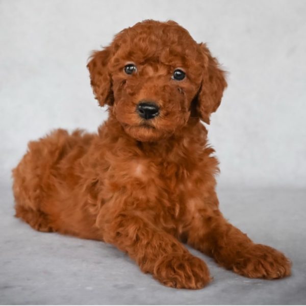 F2 Mini Goldendoodle Hybrid Puppy for Sale