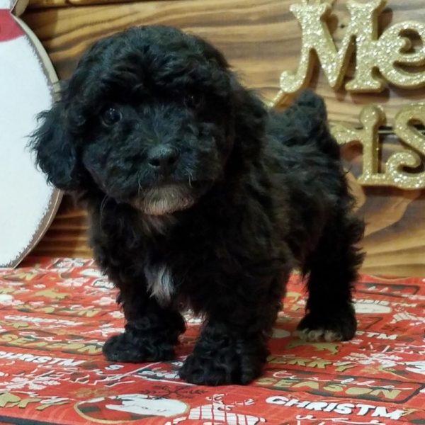 Toy Poodle Puppy for Sale
