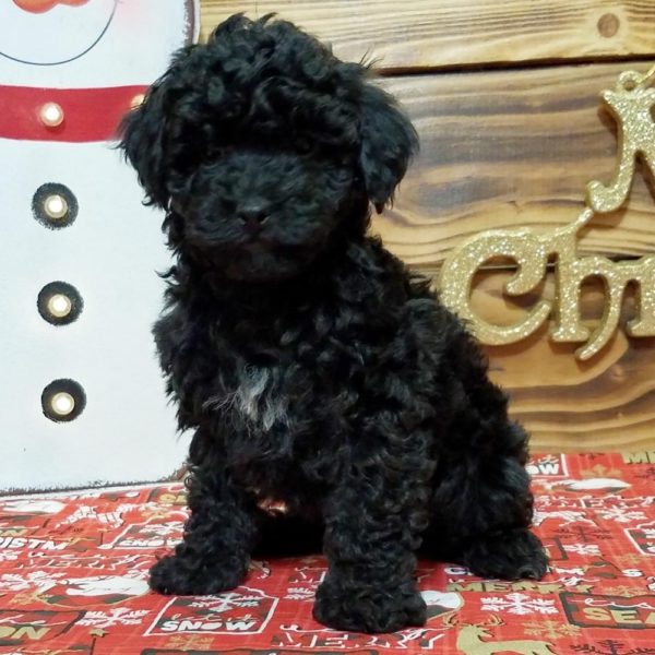 mk teacup poodle puppies