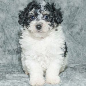 Poochon Puppy for Sale