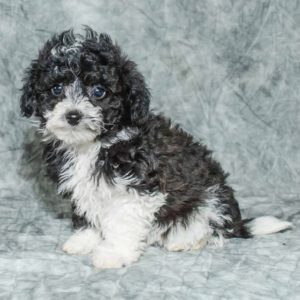 Poochon Puppy for Sale