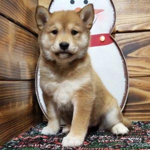 Shiba Inu Puppy for Sale
