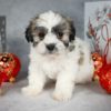 Zuchon Puppy for Sale