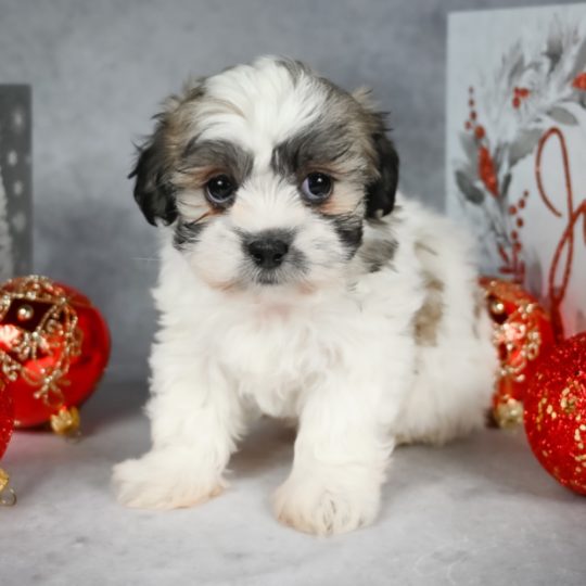 pictures of zuchon puppies