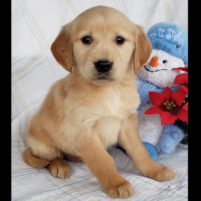 GOLDEN RETRIEVER | FEMALE | ID:3329-DAW – Central Park Puppies