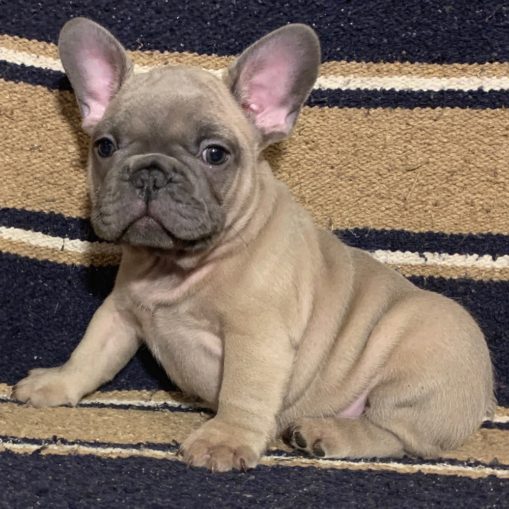 FRENCH BULLDOG MALE ID0800SW Central Park Puppies