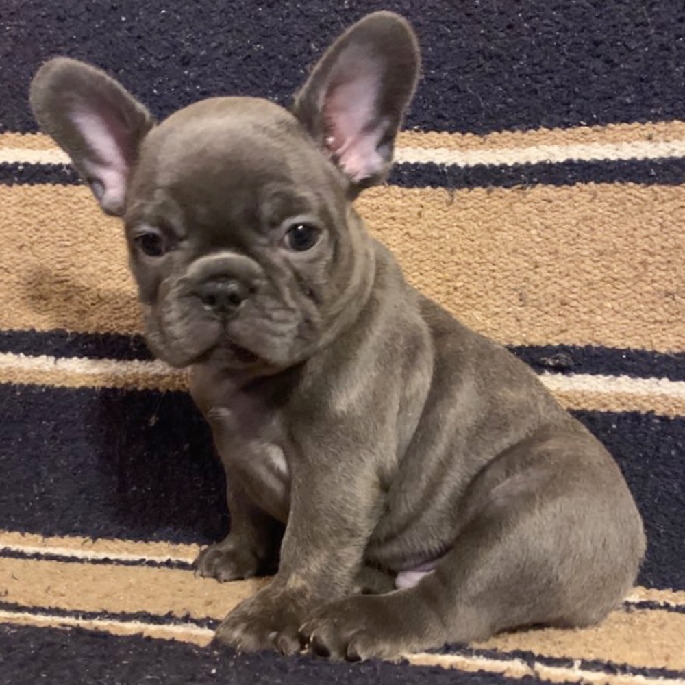 FRENCH BULLDOG | MALE | ID:0799-SW - Central Park Puppies