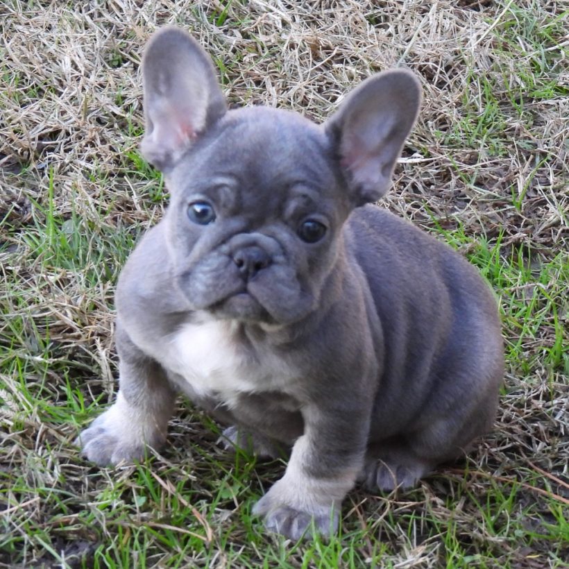 FRENCH BULLDOG FEMALE ID3592TF Central Park Puppies