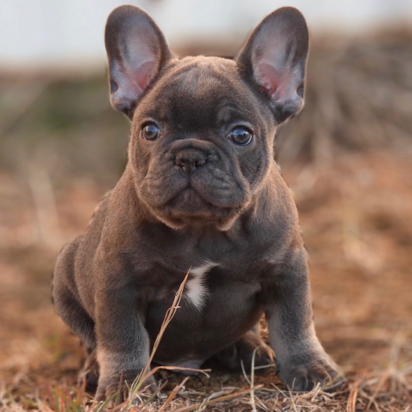 FRENCH BULLDOG | MALE | ID:3593-TF – Central Park Puppies