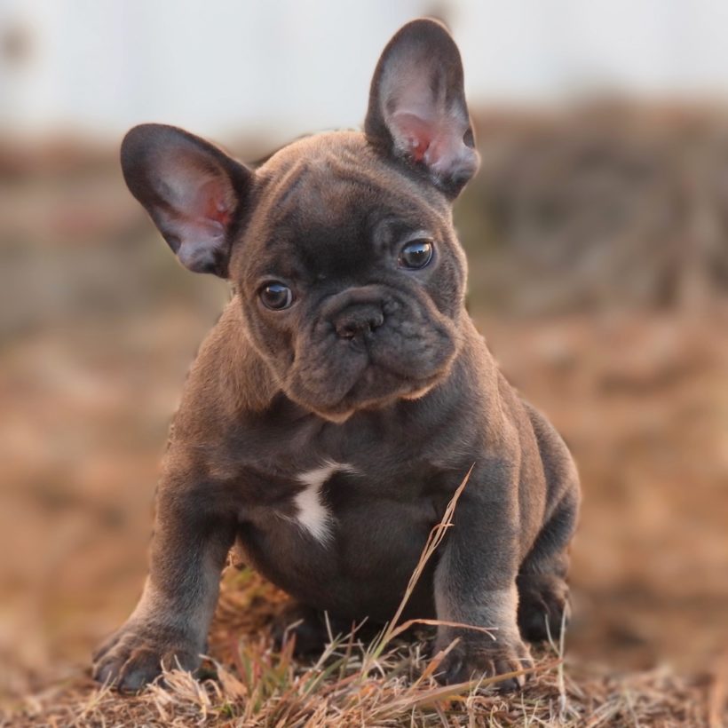 FRENCH BULLDOG | MALE | ID:3593-TF – Central Park Puppies