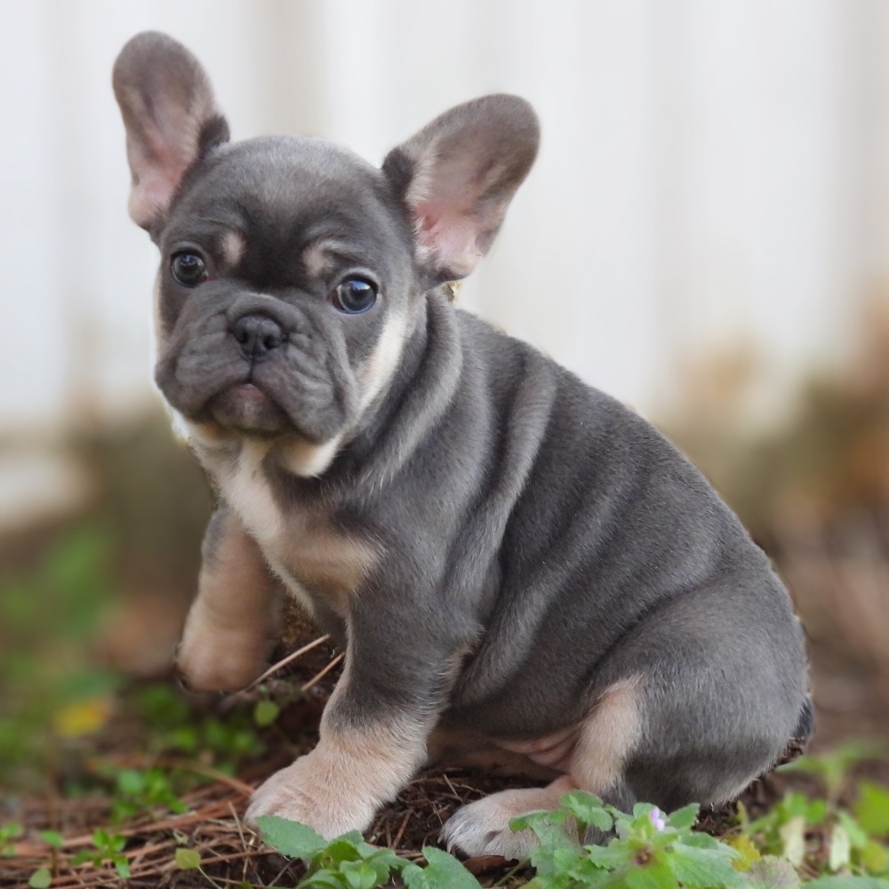 FRENCH BULLDOG FEMALE ID3590TF Central Park Puppies