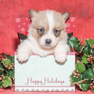 Pembroke Welsh Corgi Puppy for Sale
