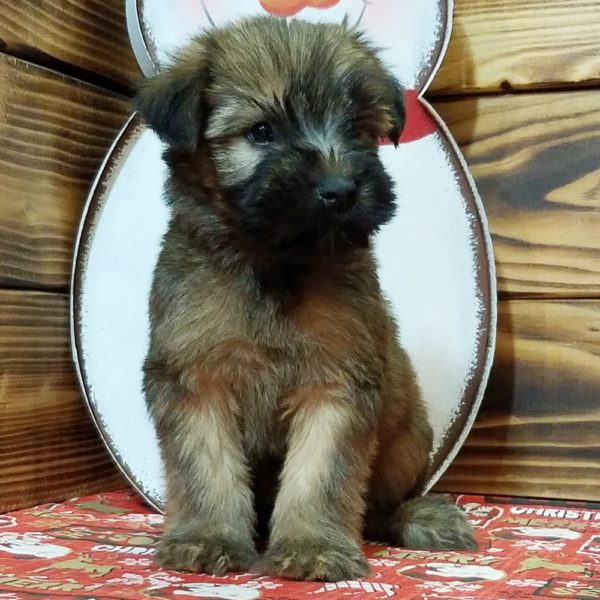 Soft Coated Wheaten Terrier Puppy for Sale
