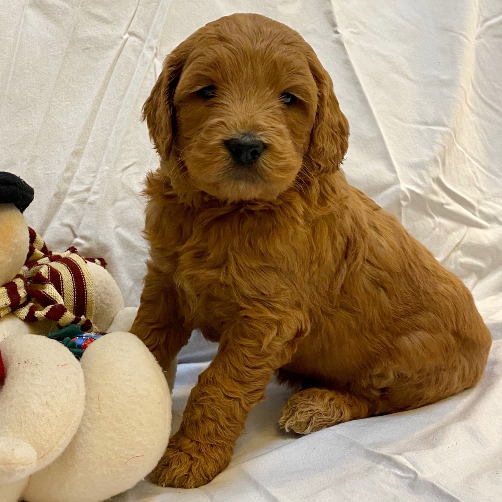  F1 MINI GOLDENDOODLE MALE ID 5534-LMRM Central Park Puppies 