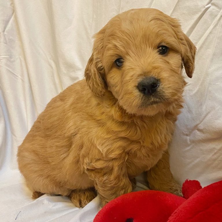 f1 teddybear goldendoodle