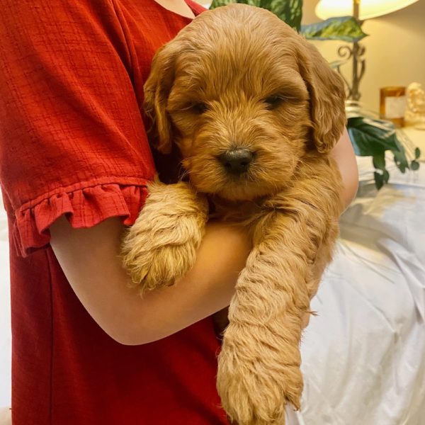 F1 Mini Goldendoodle Puppy for Sale