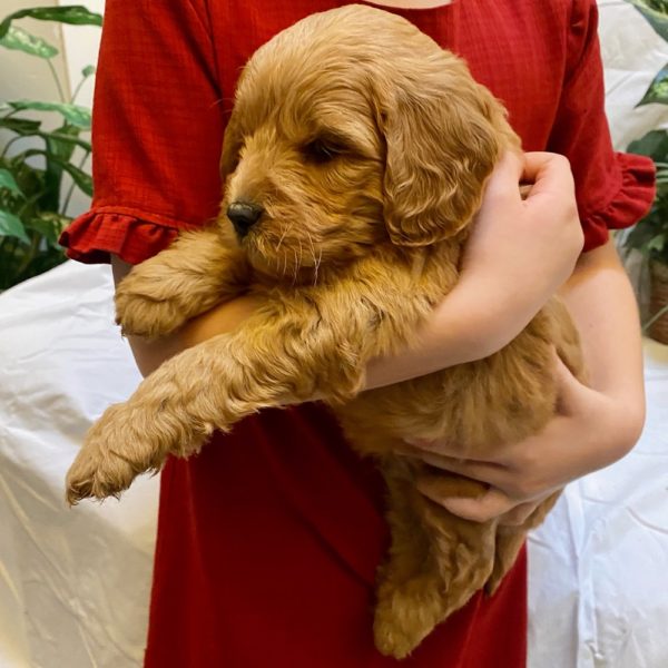 F1 Mini Goldendoodle Puppy for Sale