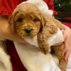 F1 Mini Goldendoodle Puppy for Sale