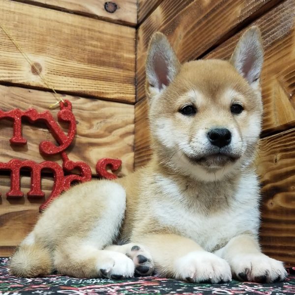 Shiba Inu Puppy for Sale