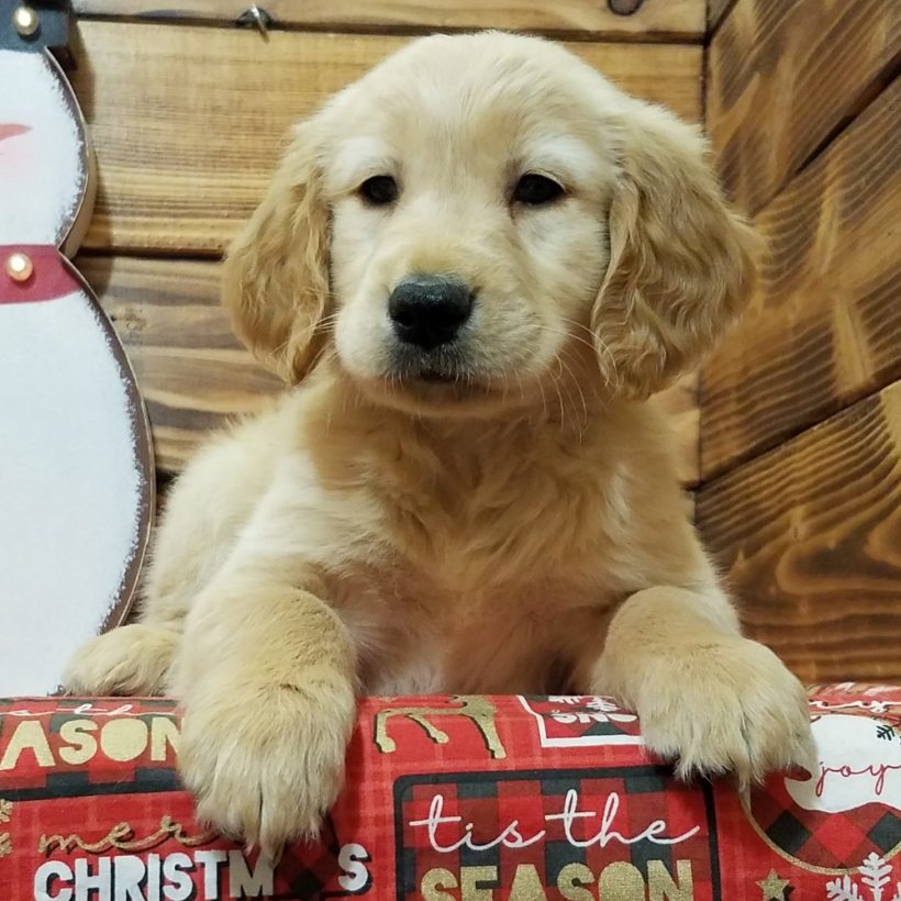 GOLDEN RETRIEVER | FEMALE | ID:4033-MK – Central Park Puppies