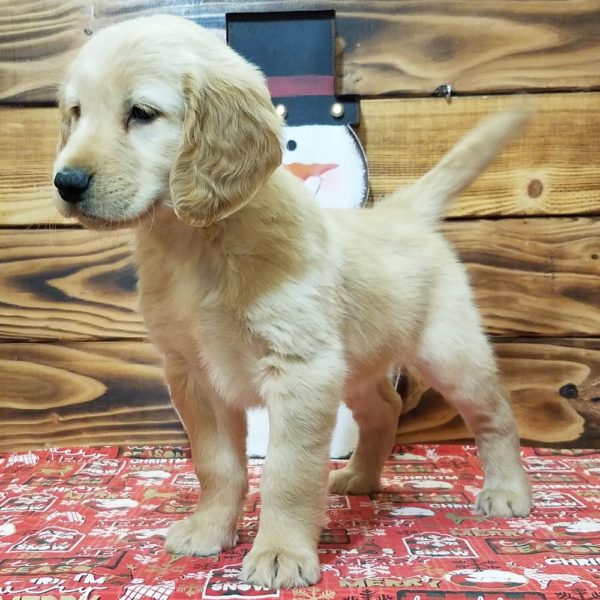 Golden Retriever Puppy for Sale