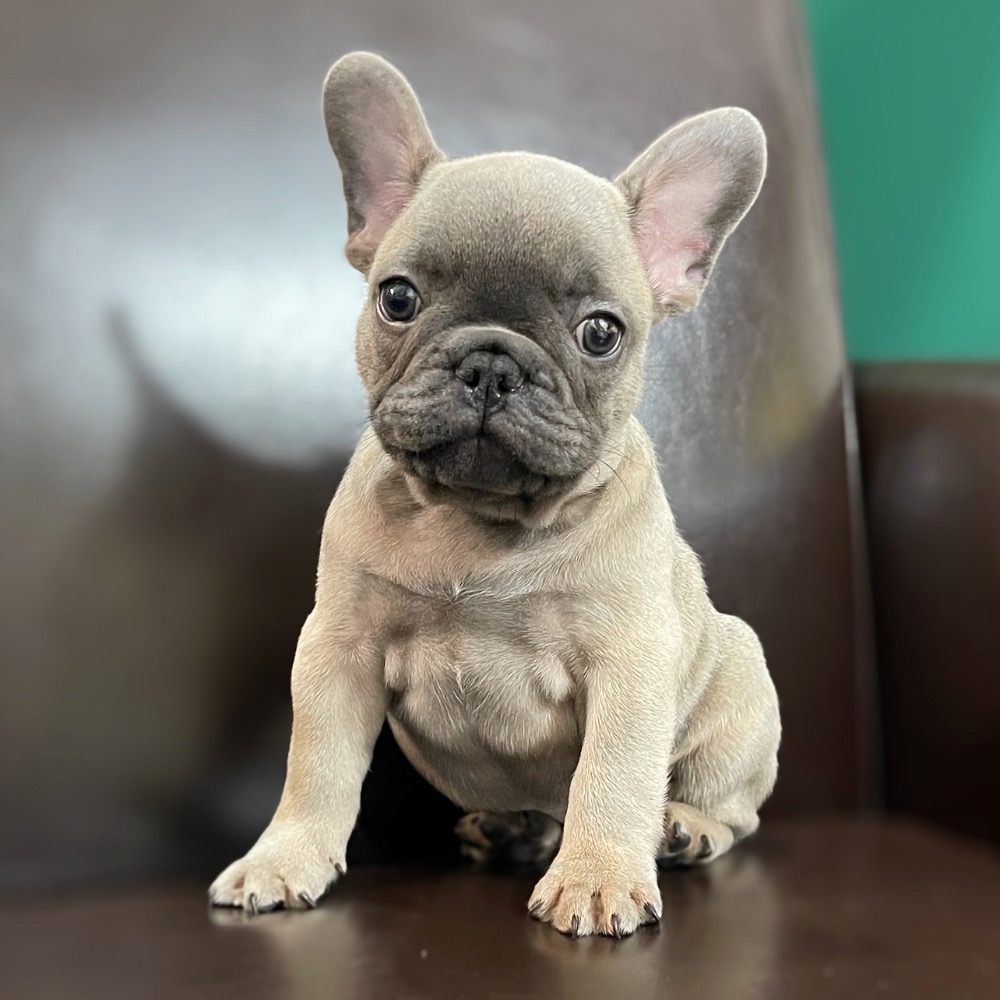 FRENCH BULLDOG | MALE | ID:0796-SW – Central Park Puppies
