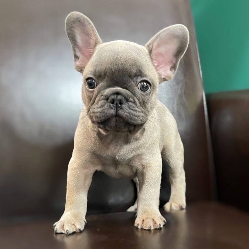 Male French Bulldog Puppy for Sale | ID 0796-SW
