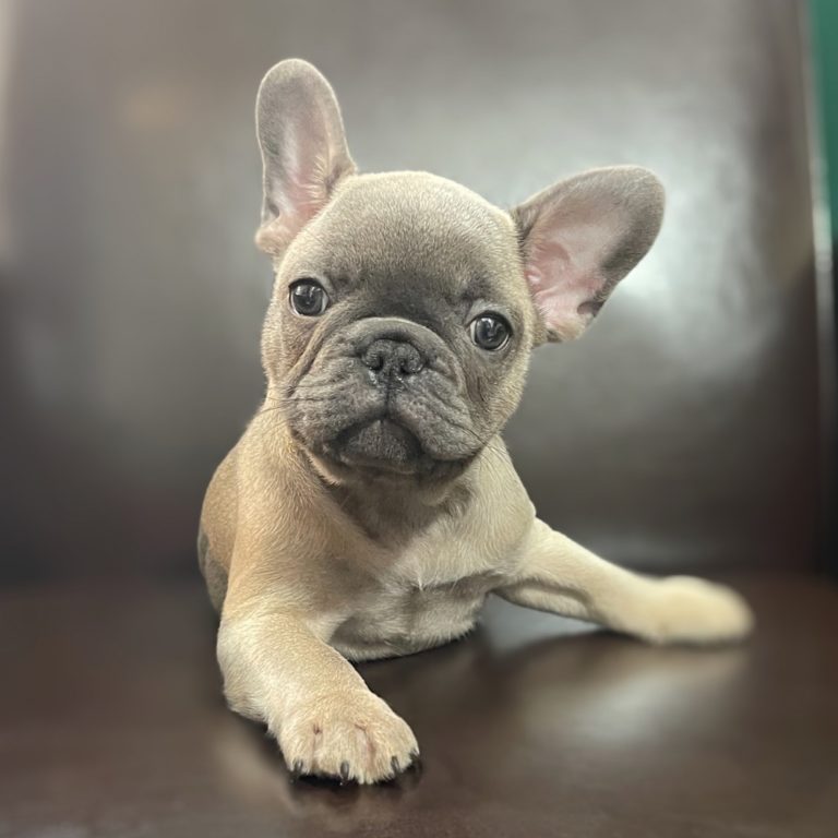 FRENCH BULLDOG MALE ID0796SW Central Park Puppies