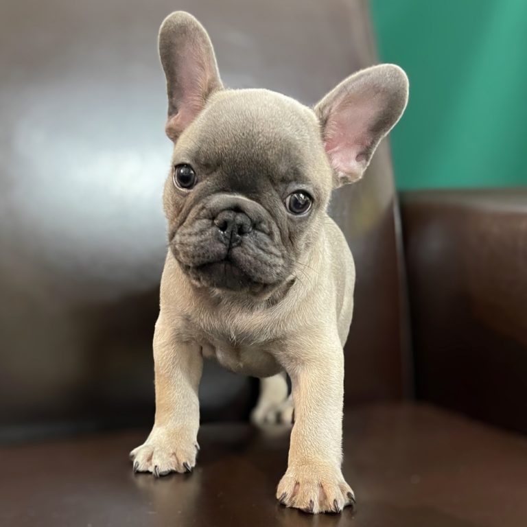 Male French Bulldog Puppy for Sale | ID 0796-SW