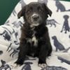 Australian Retriever Puppy for Sale