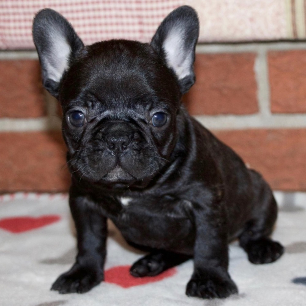 FRENCH BULLDOG | FEMALE | ID:5392-LB – Central Park Puppies