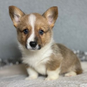 Pembroke Welsh Corgi Puppy for Sale