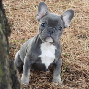 French Bulldog Puppy for Sale