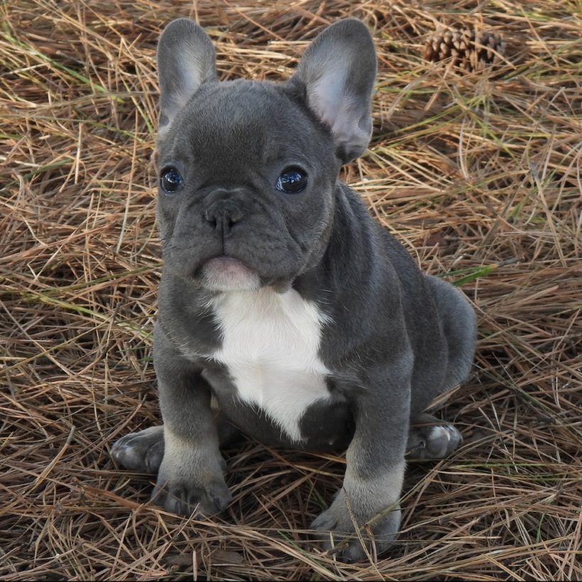 FRENCH BULLDOG FEMALE ID3587TF Central Park Puppies