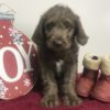 Standard Labradoodle Puppy for Sale