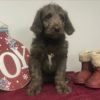 Standard Labradoodle Puppy for Sale