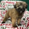 Soft Coated Wheaten Terrier Puppy for Sale
